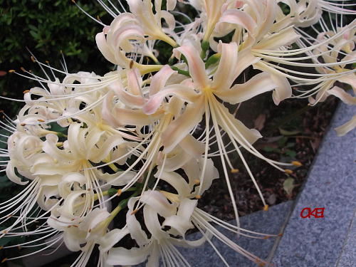 DSCF1900.JPG