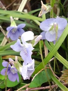 野生のスミレ2016