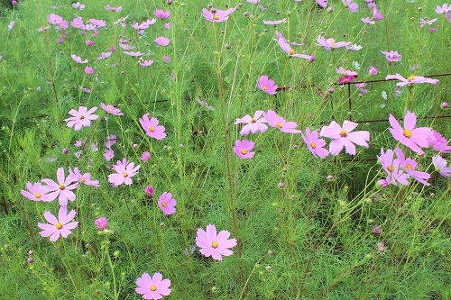 キバナコスモス (2).JPG