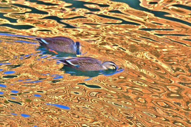 P95A4770 (640x427).jpg