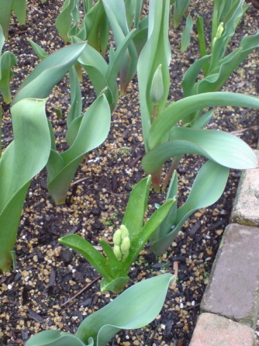 チューリップとヒヤシンス