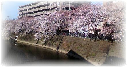 O川さくら2012.JPG