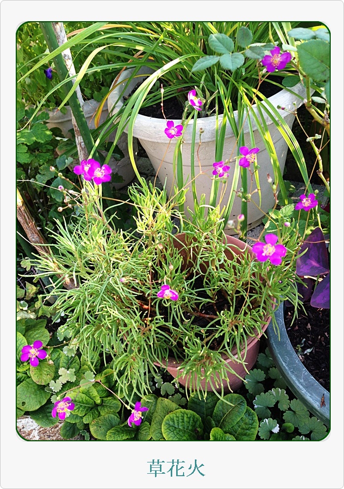 縦草花火_2015-07-30_17-05-47.JPG