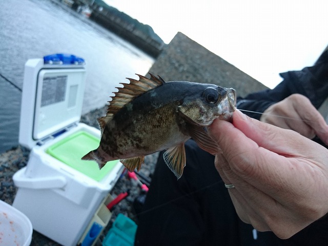 showPhoto (640×480)