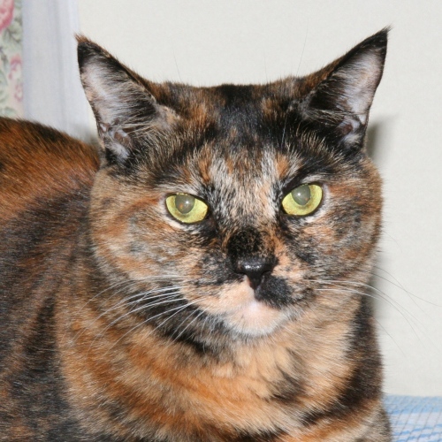 家族紹介用画像フォルダ