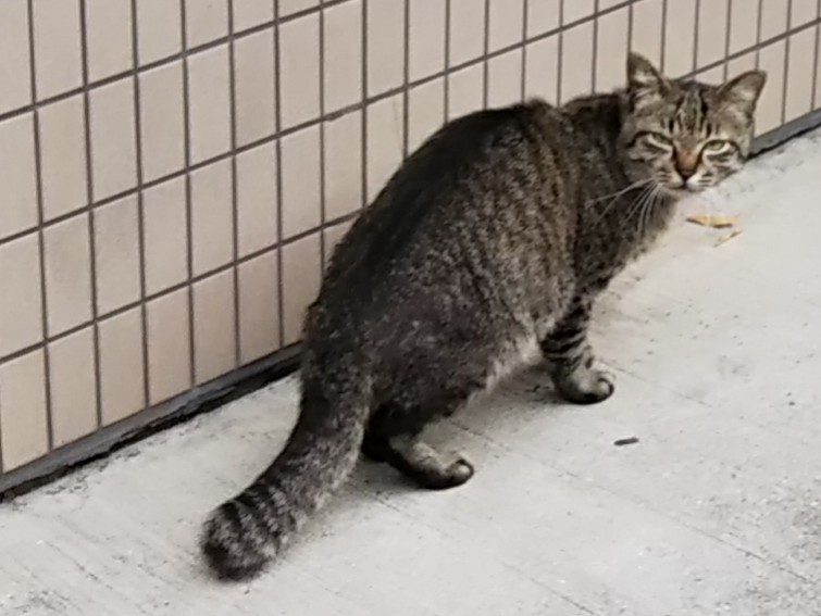 「なに見てるんだよ」2019