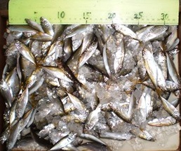 aji0718.JPG