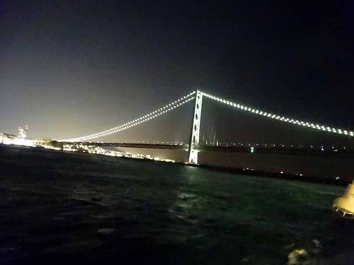 サンフラワー (3).JPG