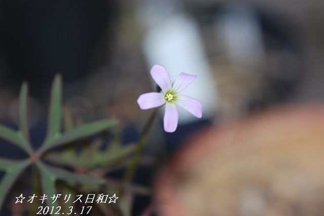DSC_0407.JPG