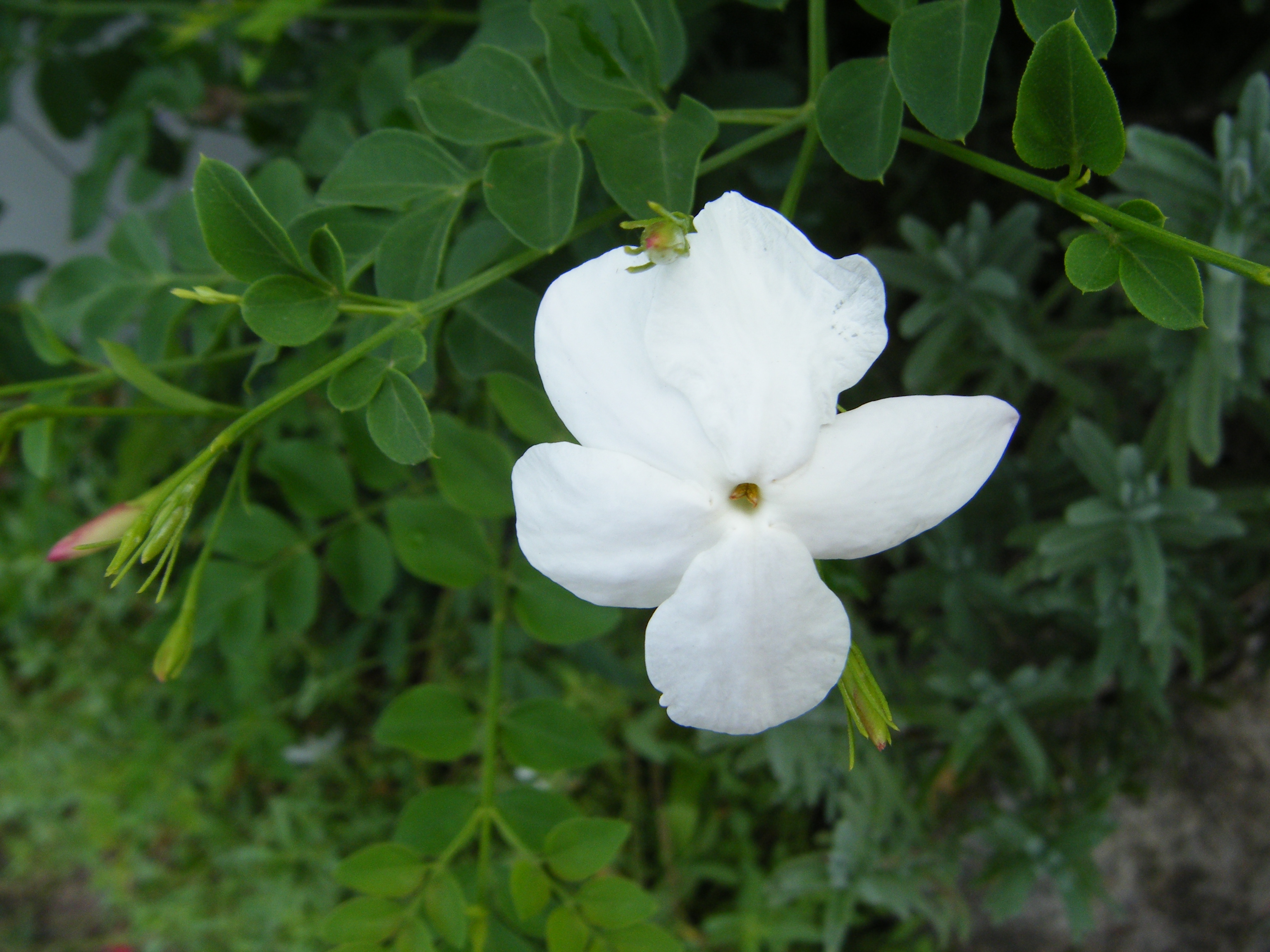 DSCF0113.jpg