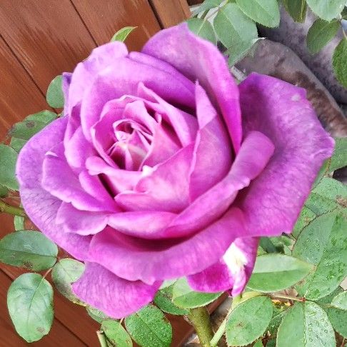 紫の薔薇2018
