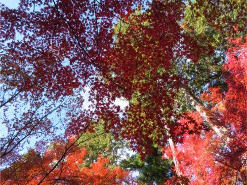 赤山禅寺 (34).jpg