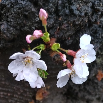 幹に咲く桜と蕾2023.JPG