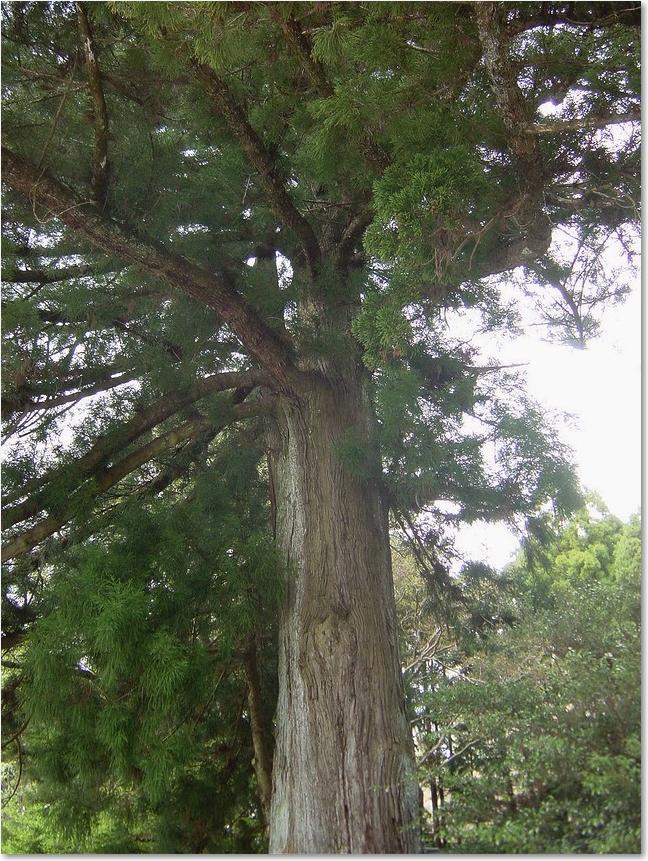 16見上げる巨木.jpg