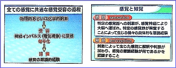 150303感覚と知覚２.jpg