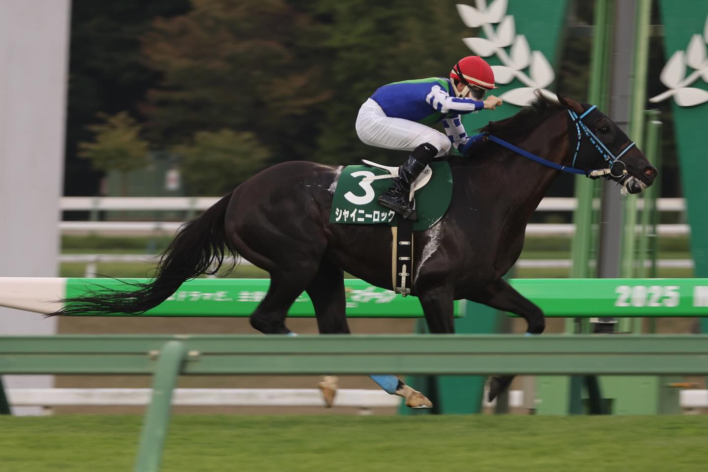 渡邊盛岡芝２５０８２４ｂ.jpg