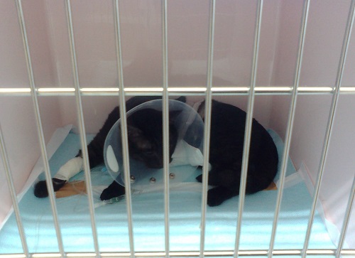 シルヴィア (4).JPG