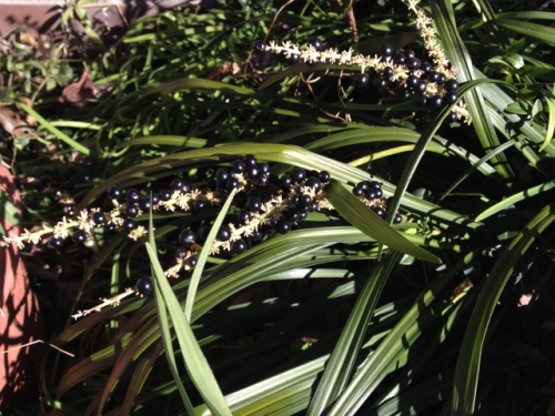 IMG_2572 (640x480).jpg