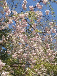 桜２０１２－４.jpg