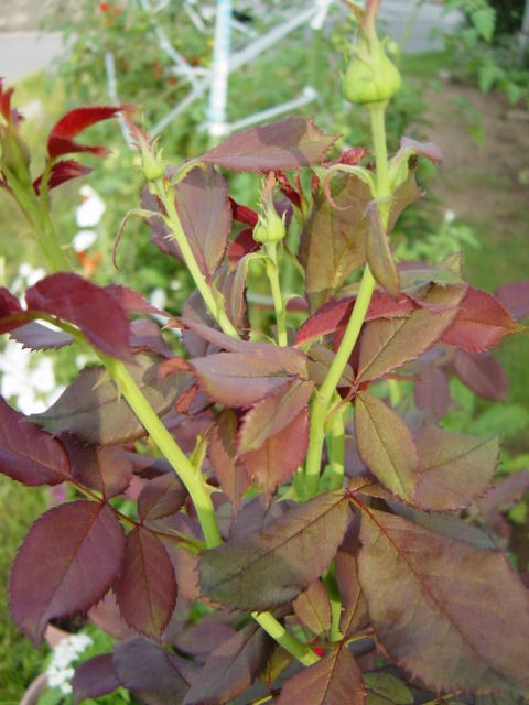 DSC09137.JPG