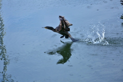 B97A6389 (1024x683).jpg