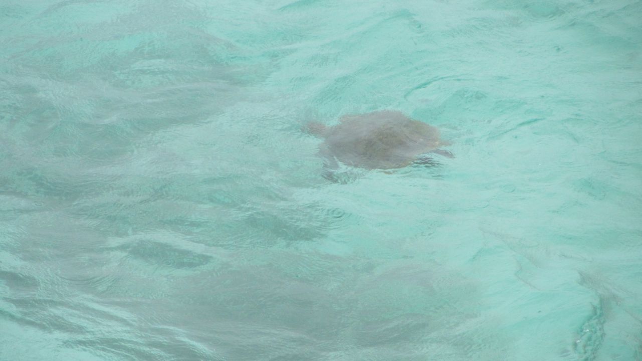 0849IMG7131Turtle_Riesenschildkrote.JPG