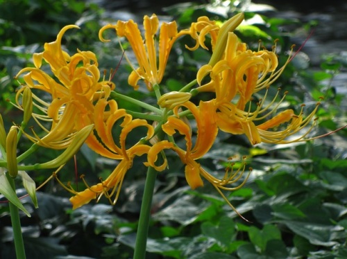 花被片を鐘馗様の波打つ髭に例えて名付けられたショウキズイセンの花 自然観察の振返り 9 ヒガンバナ科の植物 第3回 しろうと自然科学者の自然観察日記 楽天ブログ