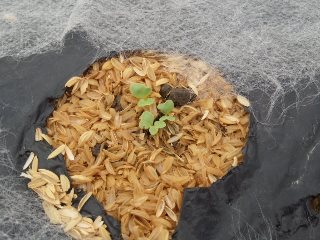 05アブラナ科葉物野菜発芽