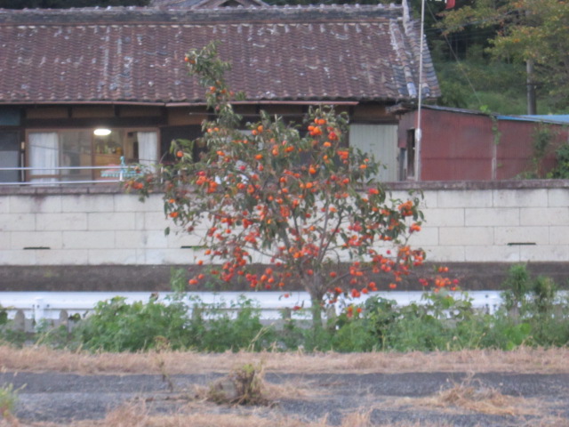 柿の木