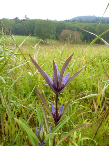 尾瀬沼・燧ケ岳の花2.jpg