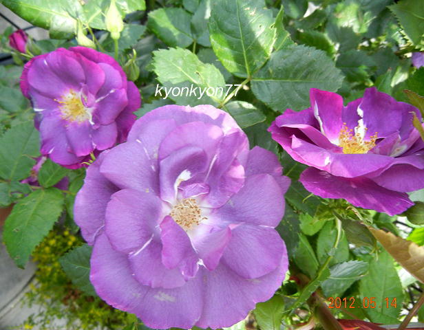 バラ・ラプソディー・イン・ブルー3