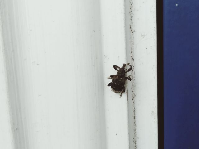 250519zoumushi.jpg