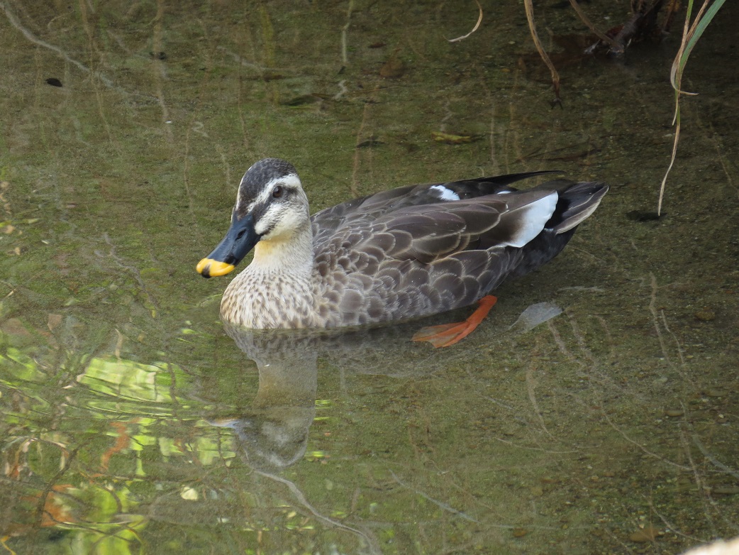 カルガモ♀5281.jpg
