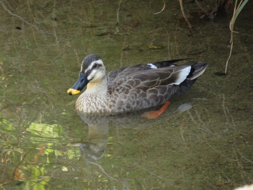 カルガモ♀5281.jpg