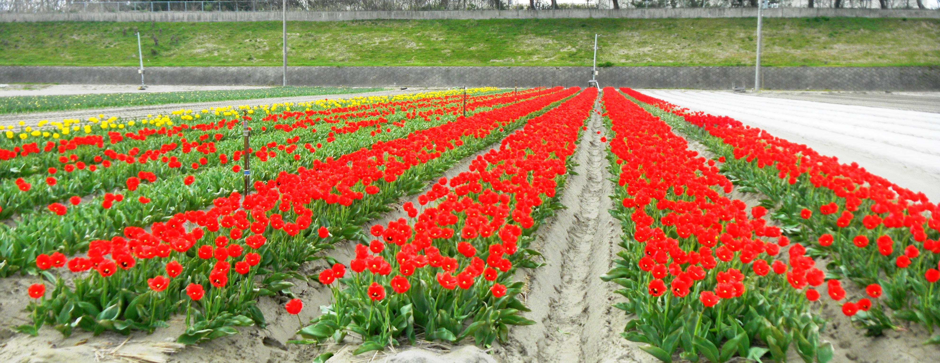 チューリップ畑.JPG