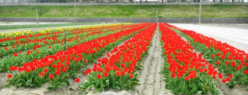 チューリップ畑.JPG