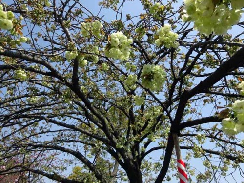 造幣局通り抜け 　今年の花　鬱金うこん(47).JPG