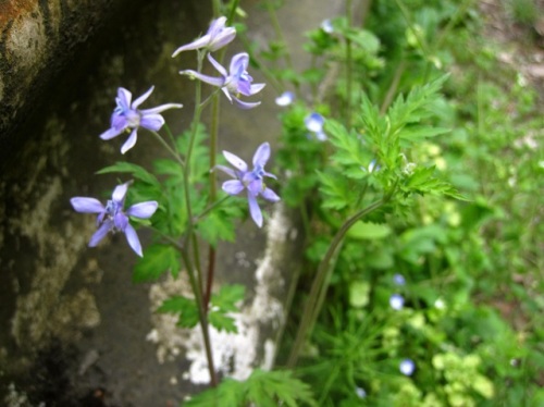 セリバヒエンソウの花 晩春 4月下旬 5月初め の高尾山での自然観察 その13 しろうと自然科学者の自然観察日記 楽天ブログ