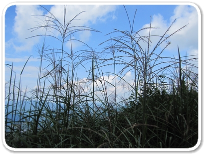 ススキ_6139.jpg