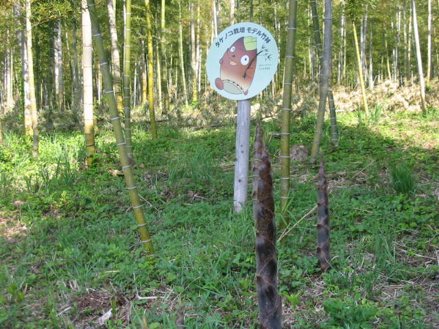 takenokokarii 001.JPG
