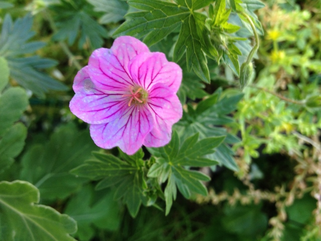 IMG_9351 (640x480).jpg