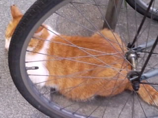 自転車のタイヤ隠れ？
