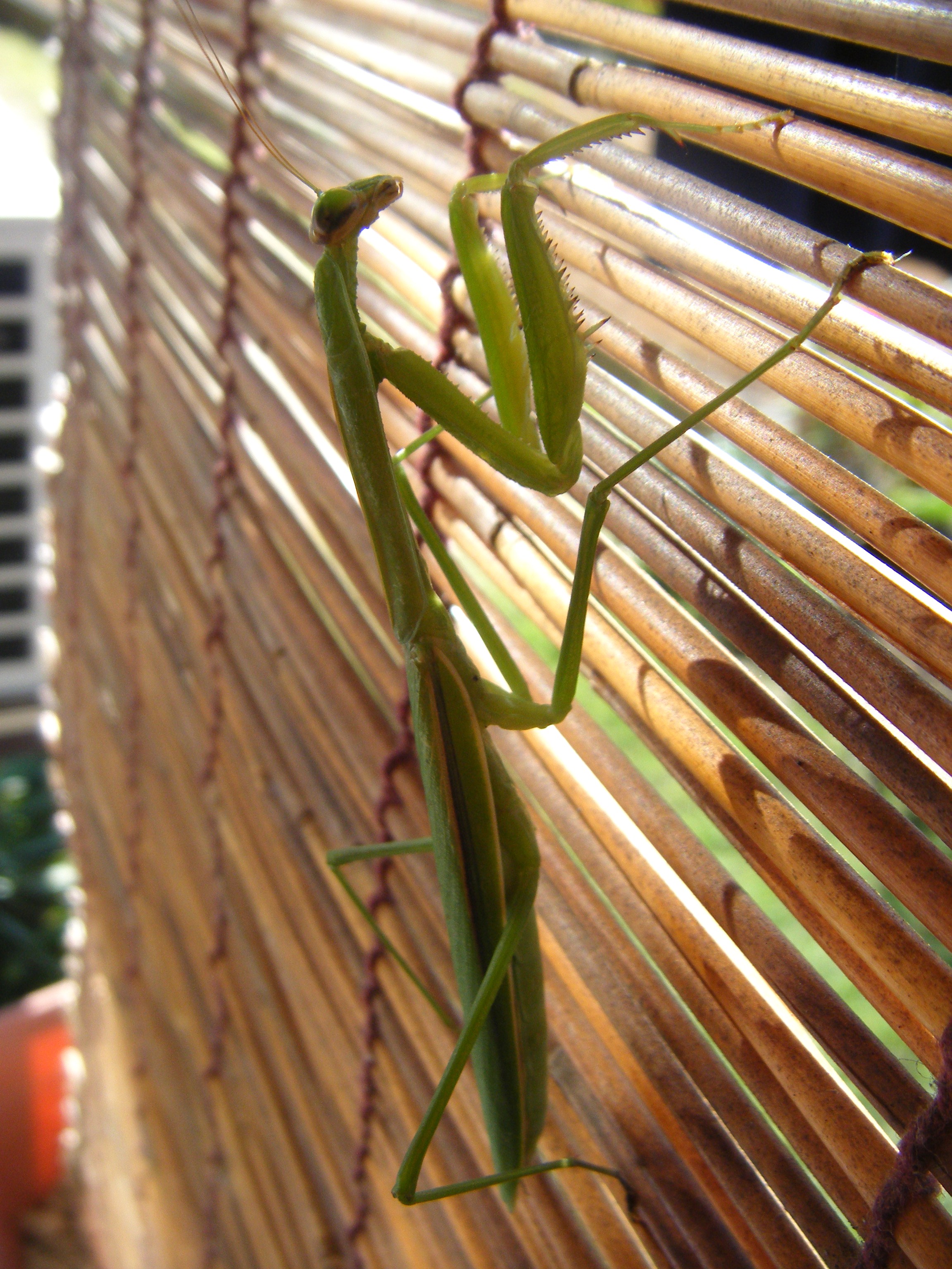 DSCF0768.jpg