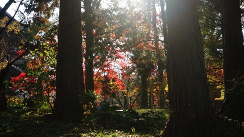 南禅寺　紅葉 日差し2.jpg