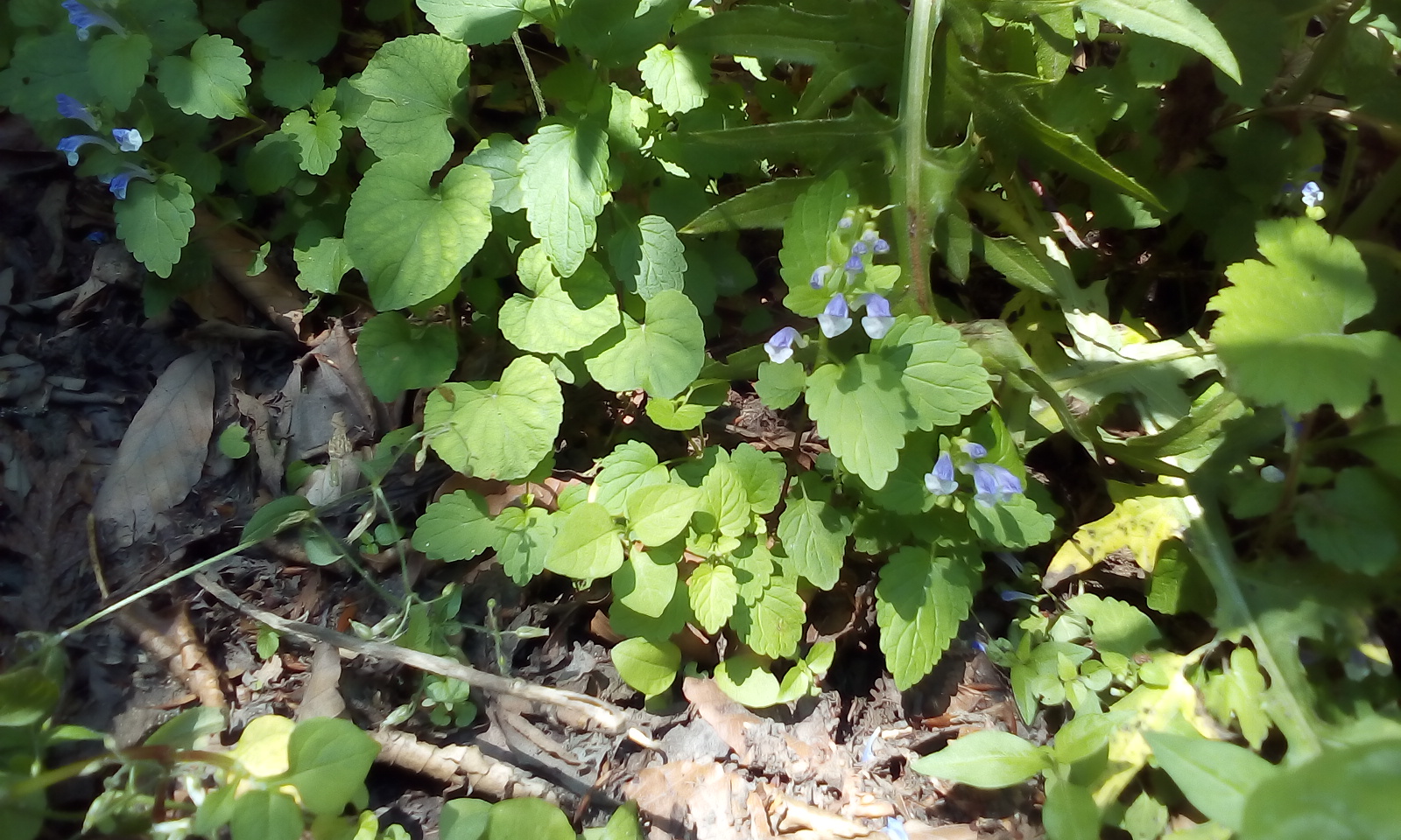 IMG_20170709_103448.jpg