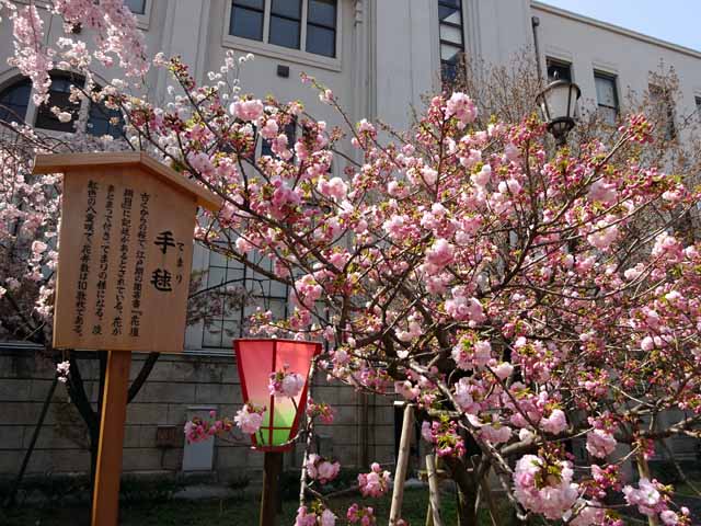 造幣局通り抜け (102).JPG