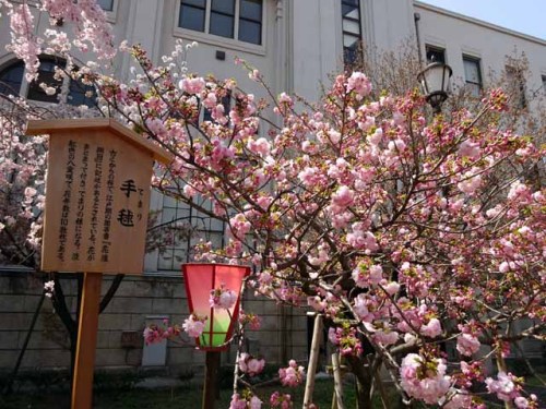 造幣局通り抜け (102).JPG