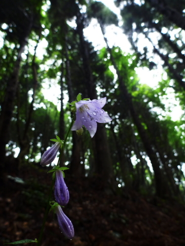 水上の里山の花201308192.jpg