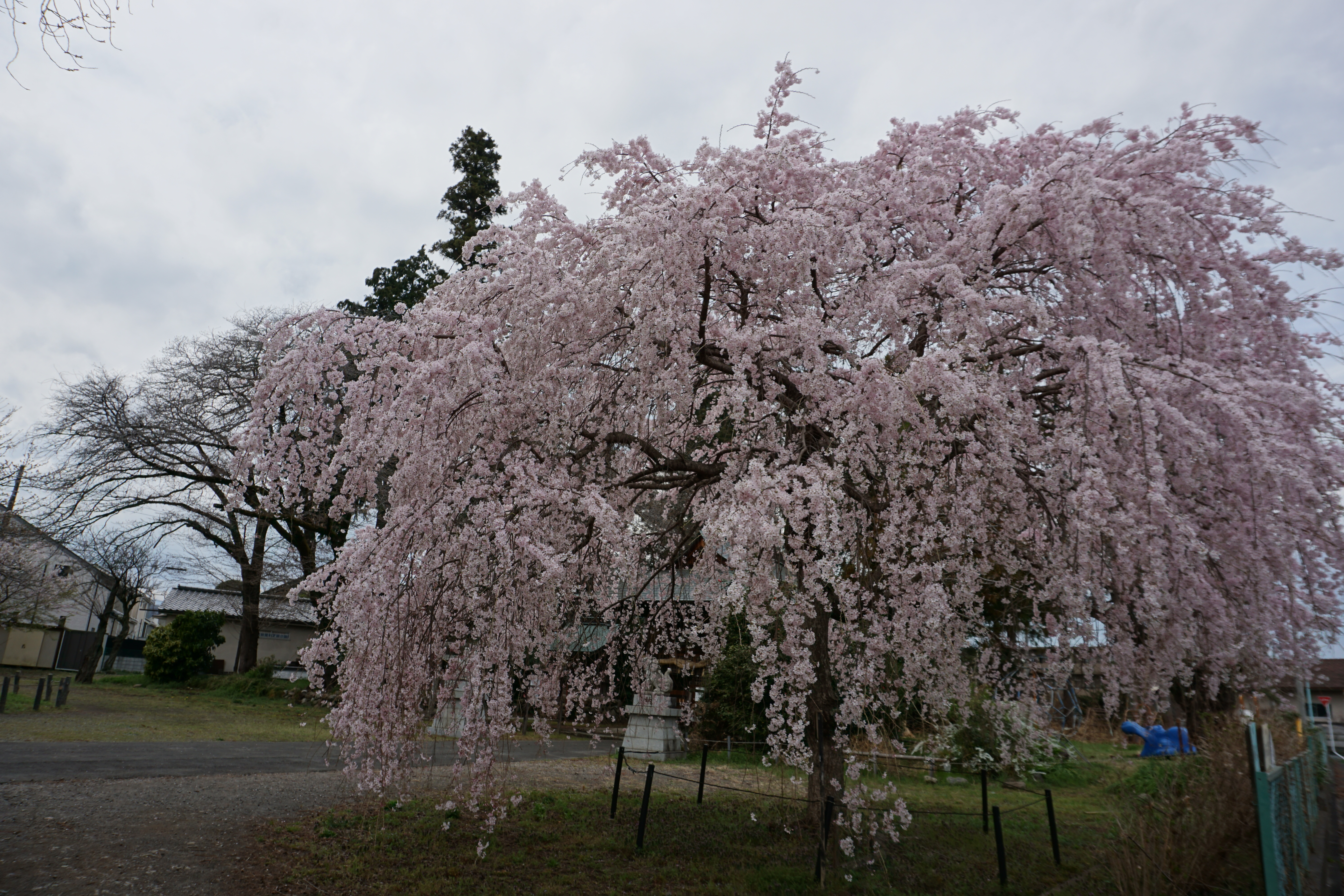 2025年3月1-5.JPG