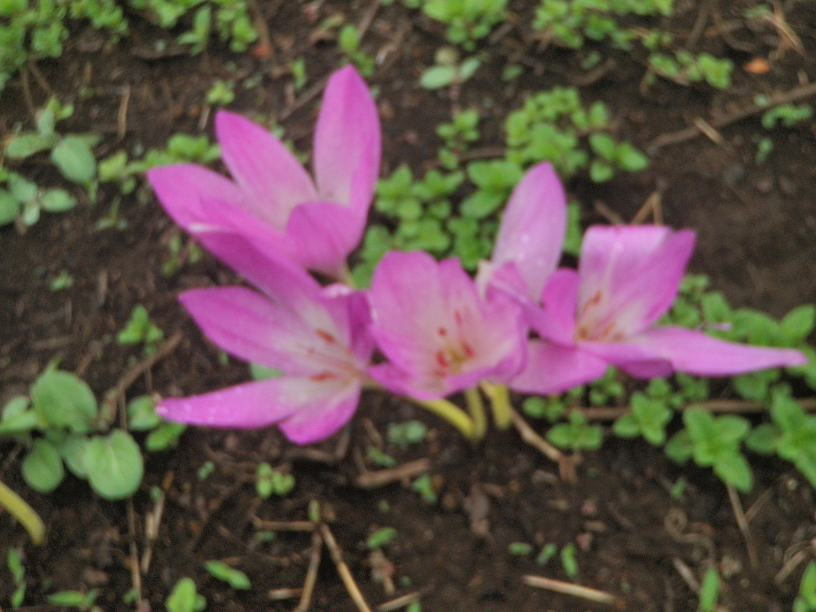 サフランの花.JPG